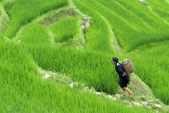 Terraced rice fields in Sapa