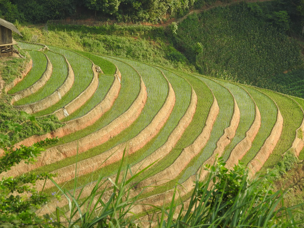 les rizières en terrrasse aux villagex Lao Chai Ta Van les rizières en terrrasse aux villagex Lao Chai Ta Van