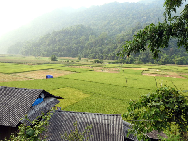 Rice fields in Pac Ngoi village Ba Be lake Rice fields in Ba Be lake