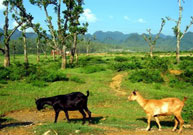 Cuc Phuong National Park, Ninh Binh Province, Vietnam